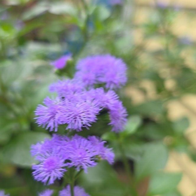 Photo of the plant species Flossflower by @BullishFlaxsilk named Cleopatra on Greg, the plant care app