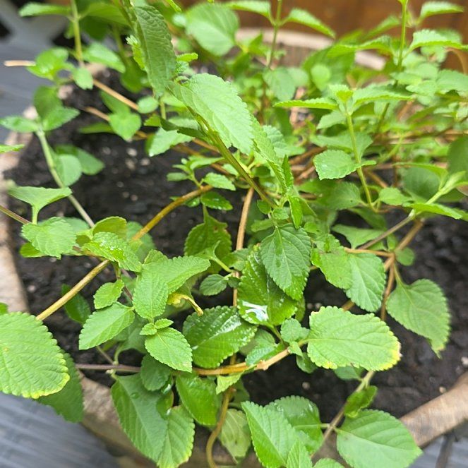 Photo of the plant species Purple Lantana by @BullishFlaxsilk named Curie on Greg, the plant care app
