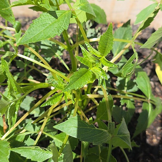 Photo of the plant species Scarlet Beebalm by @BullishFlaxsilk named Einstein on Greg, the plant care app