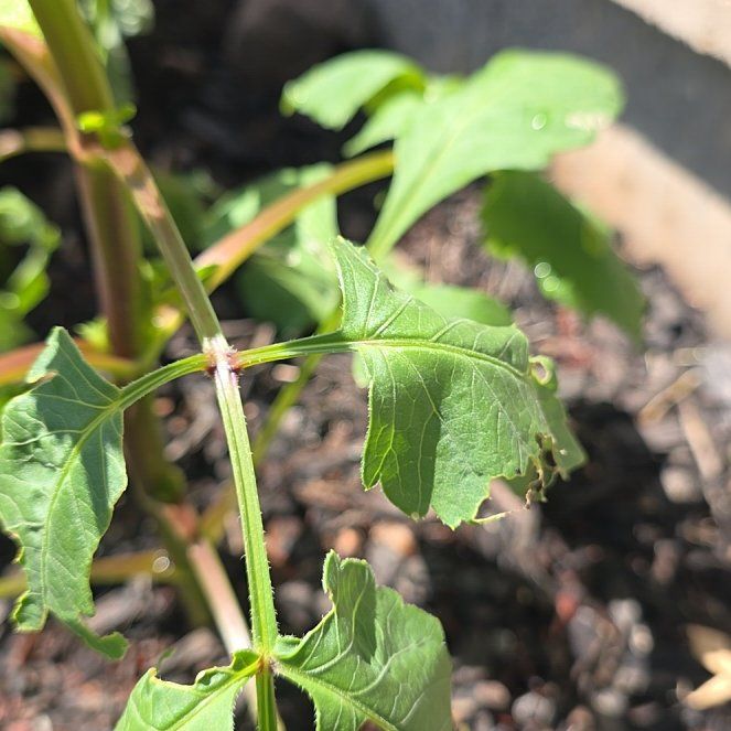 Photo of the plant species Garden Dahlia by @BullishFlaxsilk named Madonna on Greg, the plant care app