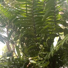 Photo of the plant species Nephrolepis Biserrata by @NewLuckycoin16 named Lavender on Greg, the plant care app