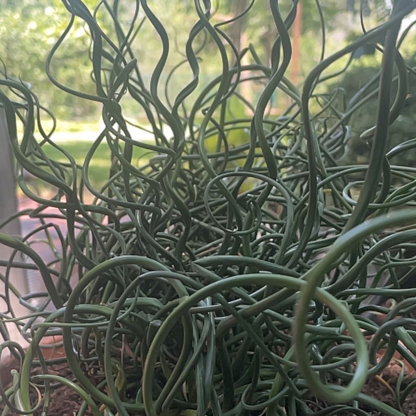Photo of the plant species Corkscrew Rush by @NewLuckycoin16 named Bodhi on Greg, the plant care app