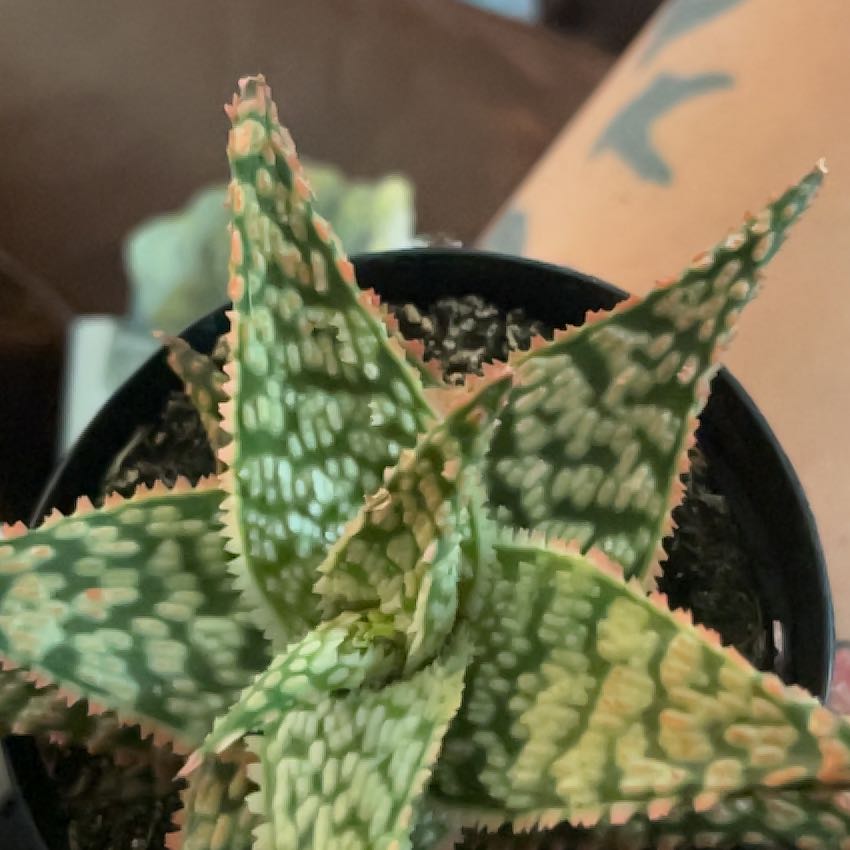 Photo of the plant species Firecracker by @MemorableWorm93 named Dolores on Greg, the plant care app