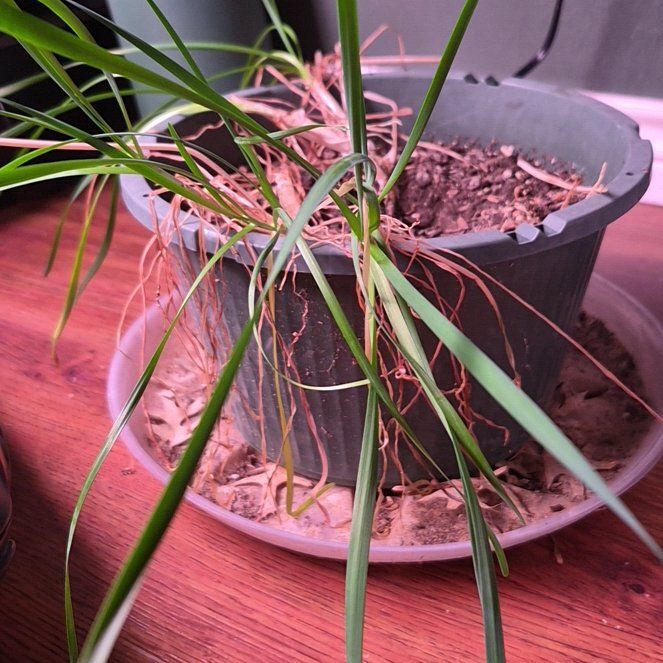 Photo of the plant species Chinese Chives by @SweetSpinach63 named Harper on Greg, the plant care app