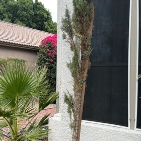 Photo of the plant species Cupressus Sempervirens by @MagicalFrogbit named Keanu Leaves on Greg, the plant care app