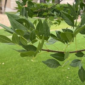 Photo of the plant species Green Ash by @MagicalFrogbit named Bella on Greg, the plant care app