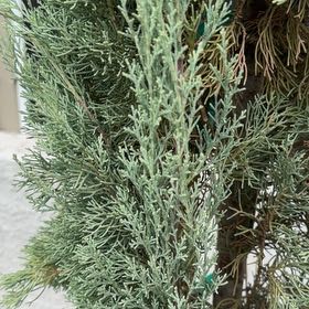 Photo of the plant species Italian Cypress 'Garda' by @MagicalFrogbit named Luna on Greg, the plant care app