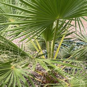 Photo of the plant species Mexican Fan Palm by @MagicalFrogbit named Tree Diddy on Greg, the plant care app