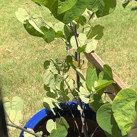 Photo of the plant species Western Redbud by @HipAnise11 named Baesil on Greg, the plant care app