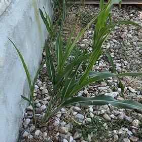 Photo of the plant species Corn by @HipAnise11 named Gaga on Greg, the plant care app