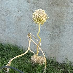 Photo of the plant species Elephant Garlic by @HipAnise11 named LiloStitch on Greg, the plant care app