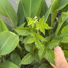 Photo of the plant species Common Blackberry by @HipAnise11 named Sproutacus on Greg, the plant care app