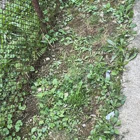 Photo of the plant species Asian Ponysfoot by @SelflessPuka99 named Muhammad Ali on Greg, the plant care app