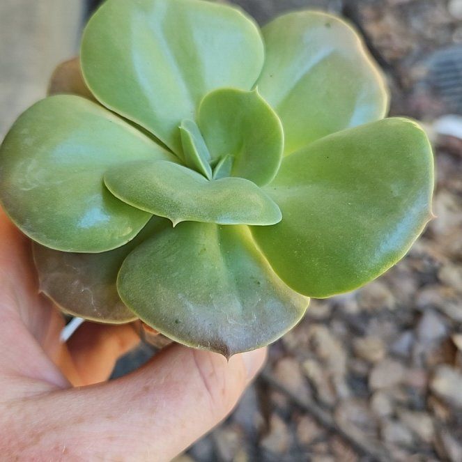Photo of the plant species Echeveria 'Xanthe Rose' by @AnewCamphor21 named ChloroPhil on Greg, the plant care app