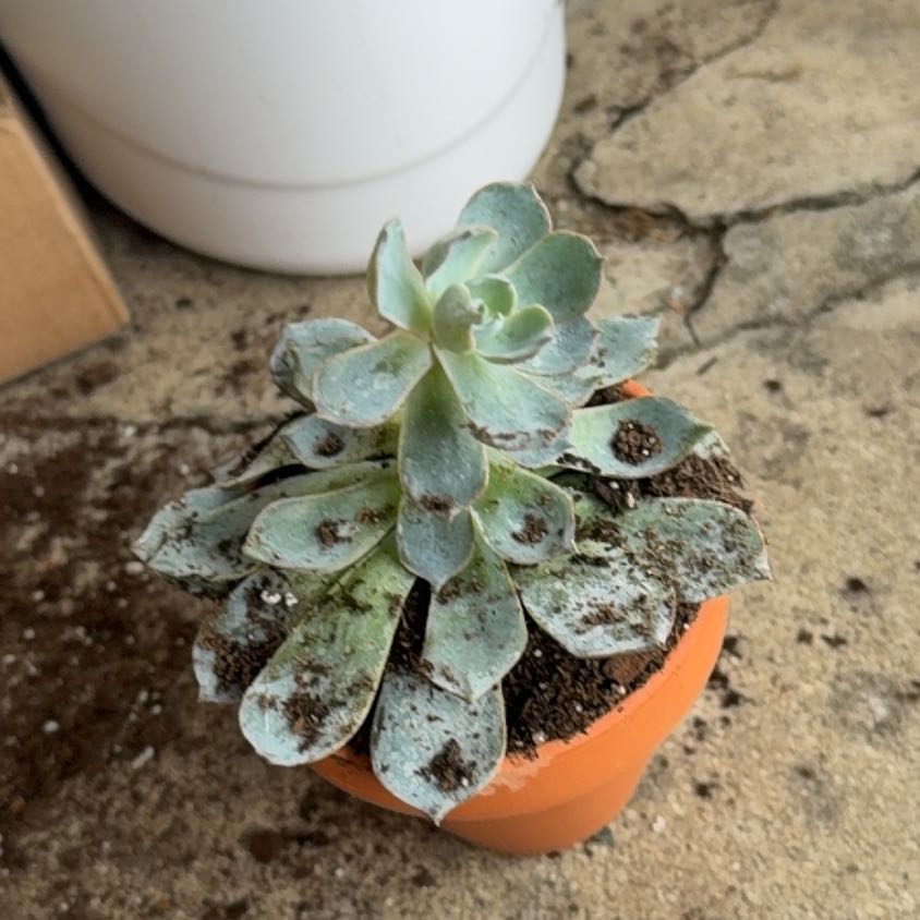 Photo of the plant species Echeveria by @ZippyPukatea84 named Zion on Greg, the plant care app