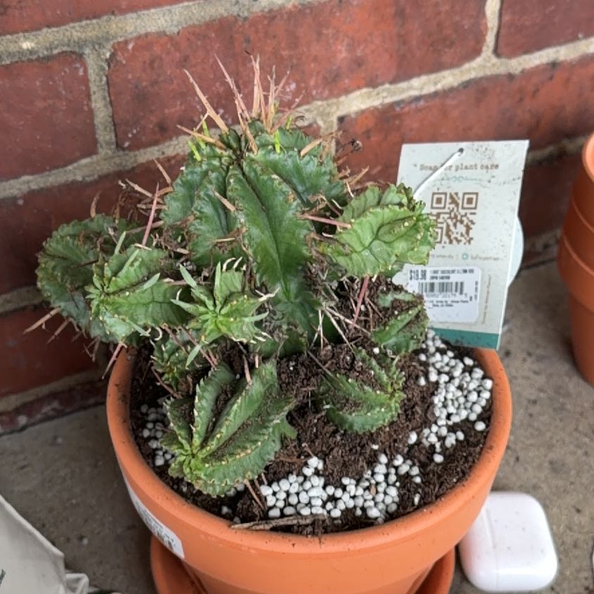 Photo of the plant species Euphorbia horrida noorsveldensis by @ZippyPukatea84 named Scarlett on Greg, the plant care app