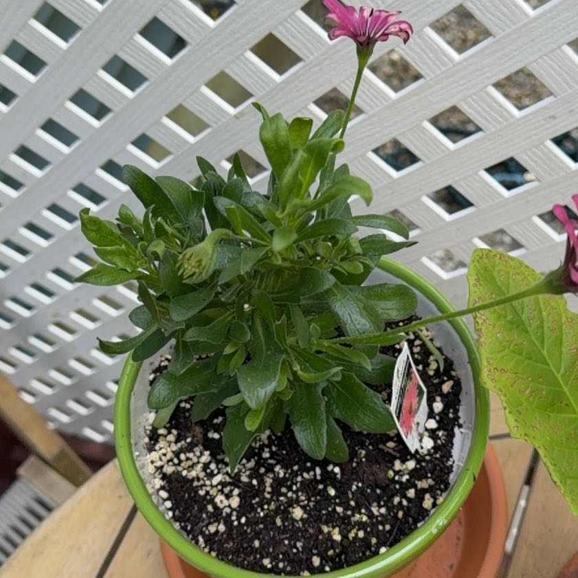Photo of the plant species African Daisy by @FairBanana8 named Eva on Greg, the plant care app