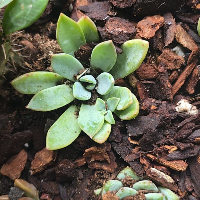 Photo of the plant species Bluff Lettuce by @LuckyRedwood64 named Kylie on Greg, the plant care app
