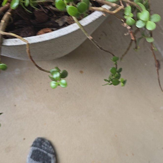 Photo of the plant species Common Water-Starwort by @LuckyRedwood64 named Sanders on Greg, the plant care app