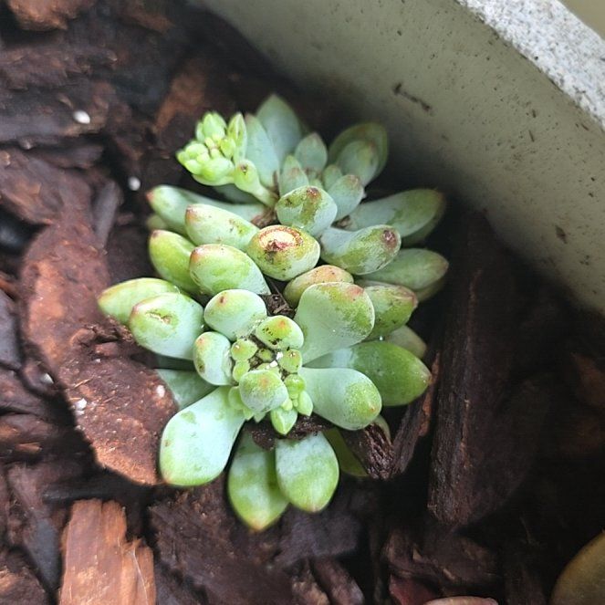 Photo of the plant species Purdy's Stonecrop by @LuckyRedwood64 named Nithin on Greg, the plant care app