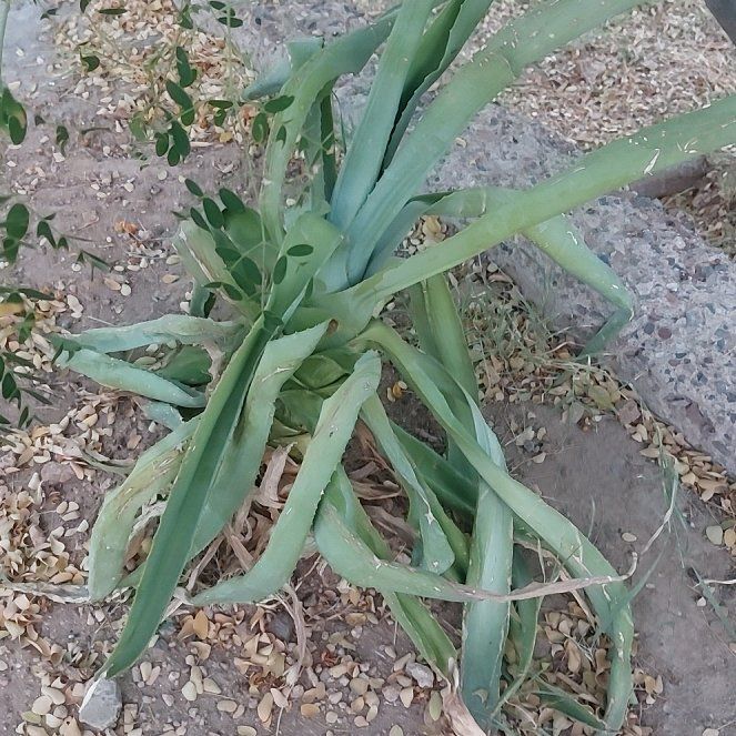 Photo of the plant species Sea Daffodil by @SlickMelittis21 named Anne on Greg, the plant care app