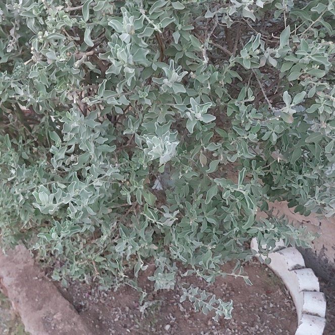 Photo of the plant species Texas Barometer Bush by @SlickMelittis21 named Homer on Greg, the plant care app