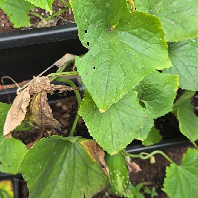 Photo of the plant species Cucumber by @PurelyKamahi27 named Figyonce on Greg, the plant care app