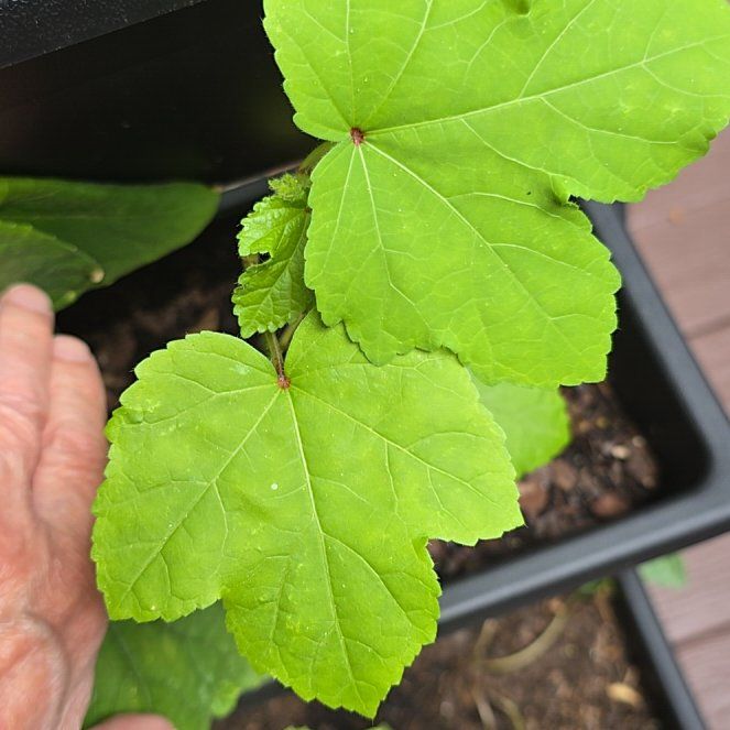 Photo of the plant species Ladies' Fingers by @PurelyKamahi27 named Leonardo on Greg, the plant care app