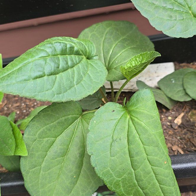 Photo of the plant species Blackeyed Susan by @PurelyKamahi27 named Rainier on Greg, the plant care app