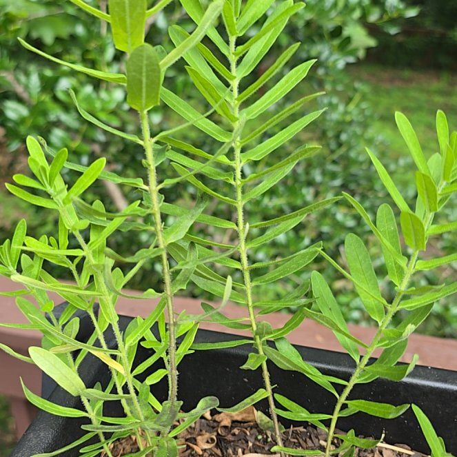 Photo of the plant species Myrtle-Leaf Milkwort by @PurelyKamahi27 named Cleopatra on Greg, the plant care app