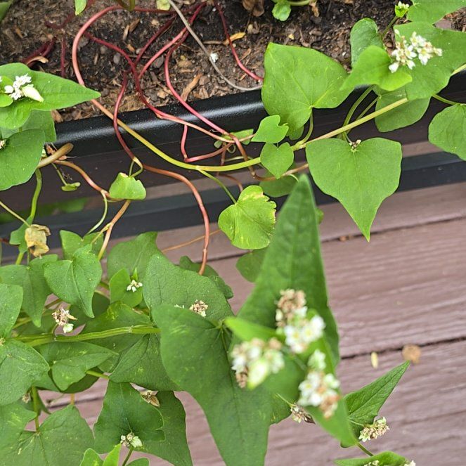 Photo of the plant species Common Buckwheat by @PurelyKamahi27 named ChloroPhil on Greg, the plant care app