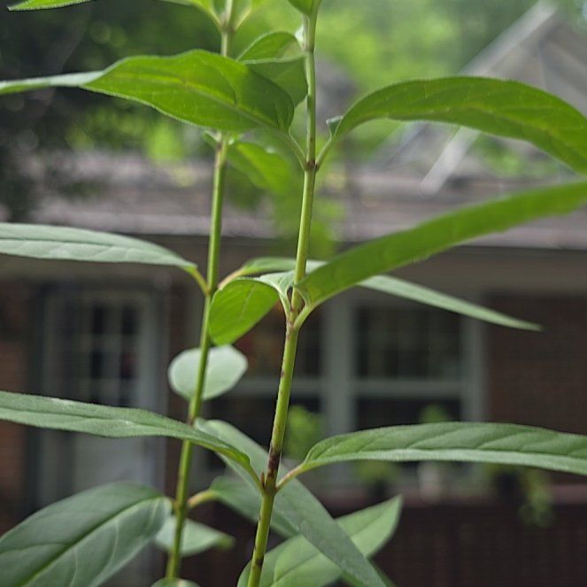 Photo of the plant species Asclepias Incarnata by @PurelyKamahi27 named Plato on Greg, the plant care app
