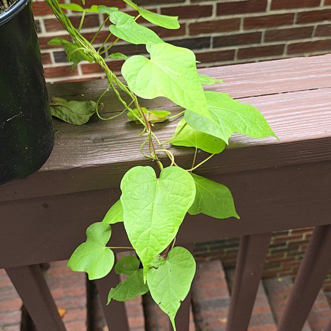 Photo of the plant species Common Morning Glory by @PurelyKamahi27 named Winston on Greg, the plant care app