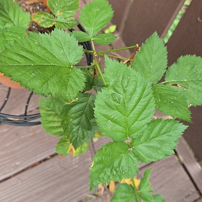 Photo of the plant species Common Blackberry by @PurelyKamahi27 named Baesil on Greg, the plant care app