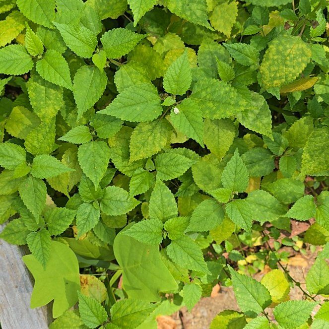 Photo of the plant species Crabweed by @PurelyKamahi27 named Elina on Greg, the plant care app