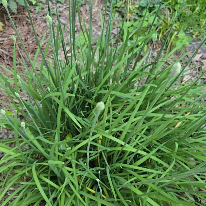 Photo of the plant species Chinese Chives by @PurelyKamahi27 named Taylor Swift on Greg, the plant care app