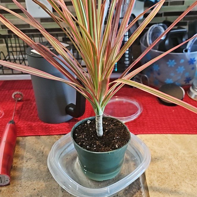 Photo of the plant species Madagascar Dragon Tree by @FitJicaro79 named Xena on Greg, the plant care app