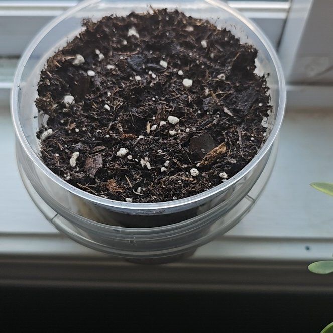 Photo of the plant species Callisia Pink Panther by @FitJicaro79 named Elina on Greg, the plant care app