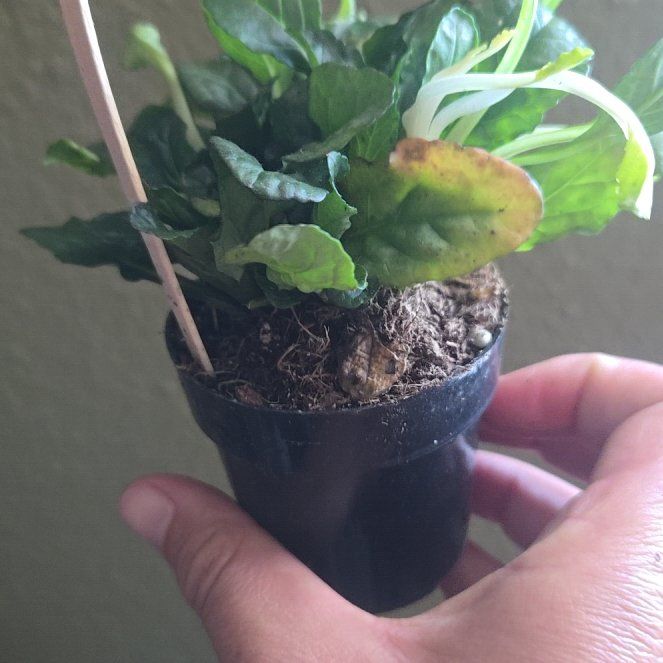 Photo of the plant species Blue Bugle by @HighYellowgum74 named Prince on Greg, the plant care app