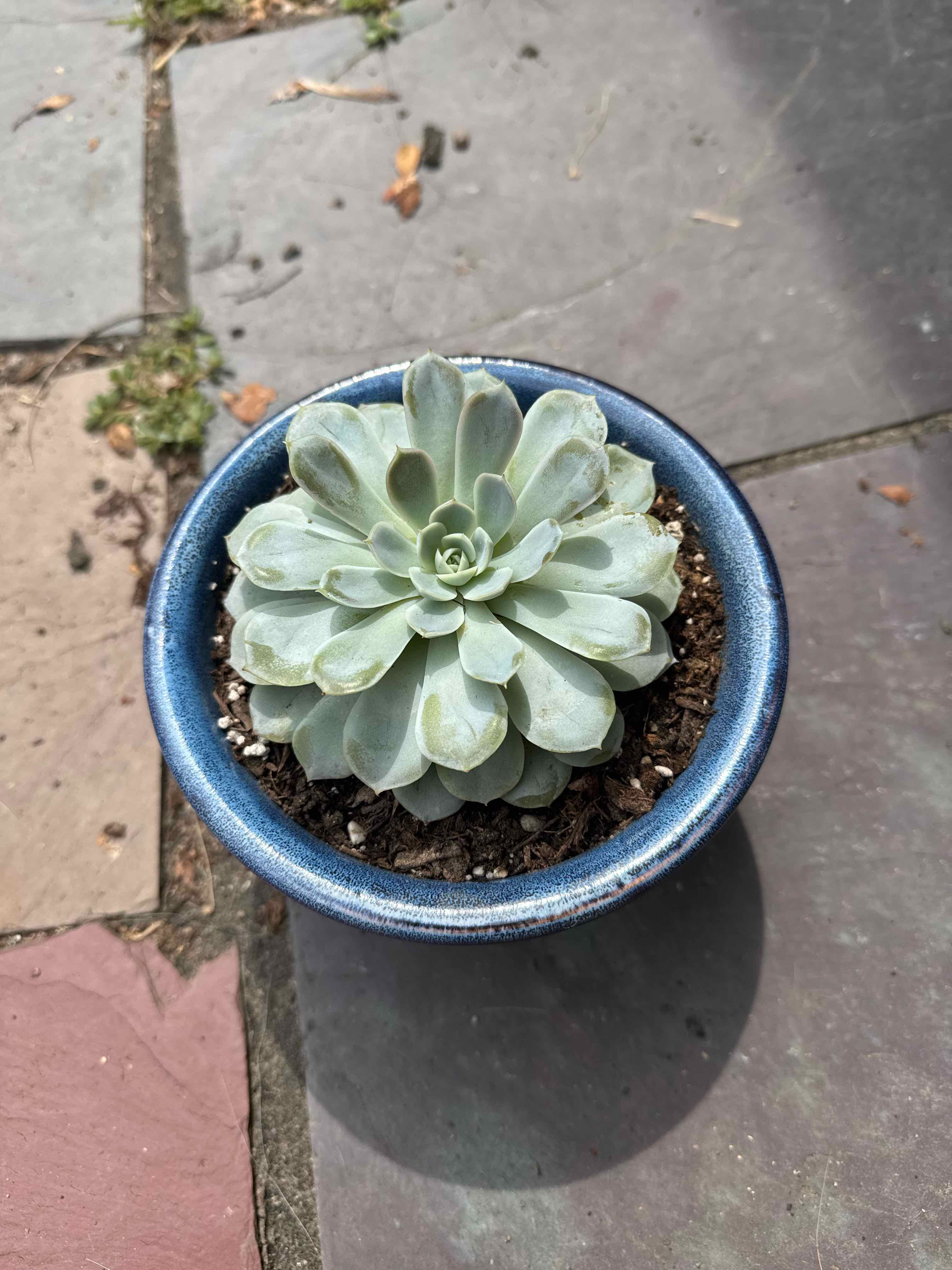 Photo of the plant species Echeveria by @SilkyTauhinu49 named Treeyoncé on Greg, the plant care app