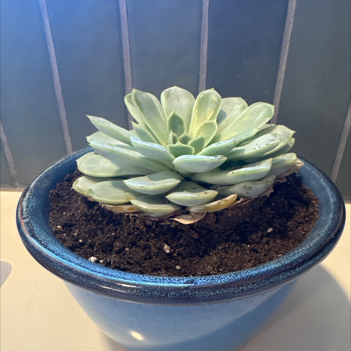 Photo of the plant species Echeveria by @SilkyTauhinu49 named Treeyoncé on Greg, the plant care app