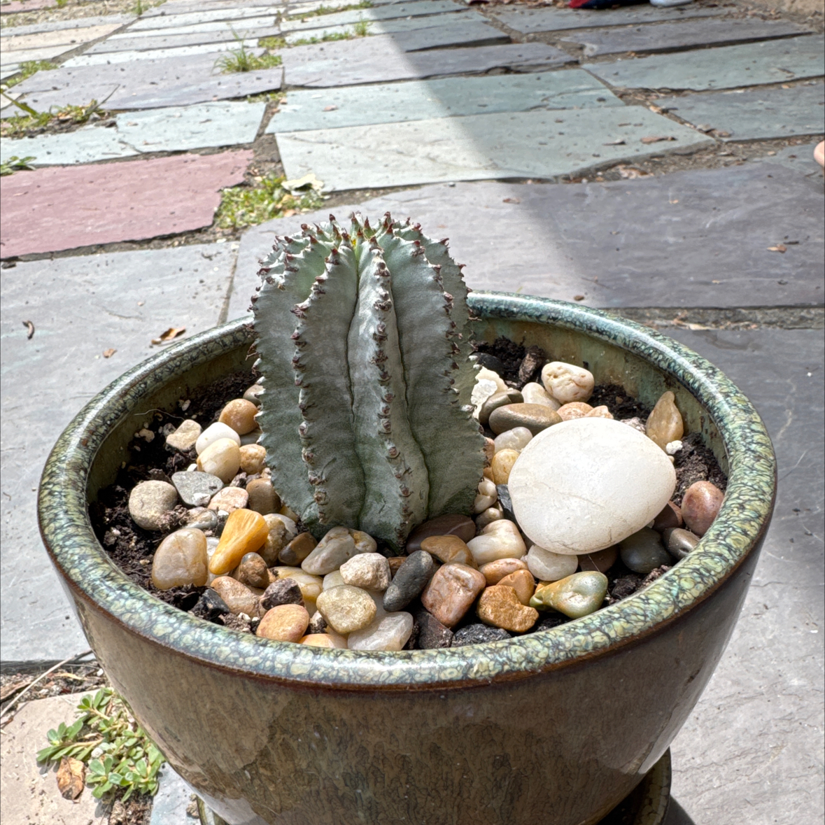 Photo of the plant species African Milk Barrel by @SilkyTauhinu49 named Daphne on Greg, the plant care app