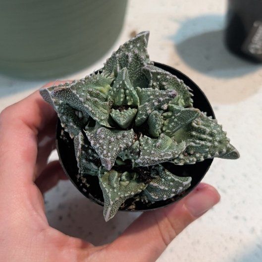 Photo of the plant species Pebbled Tiger Jaws by @MaestroComet9 named Petrie on Greg, the plant care app