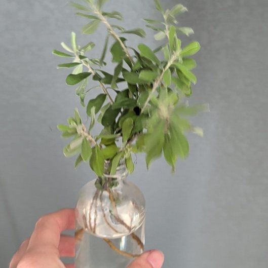 Photo of the plant species Texas Sage by @MaestroComet9 named Tupot on Greg, the plant care app