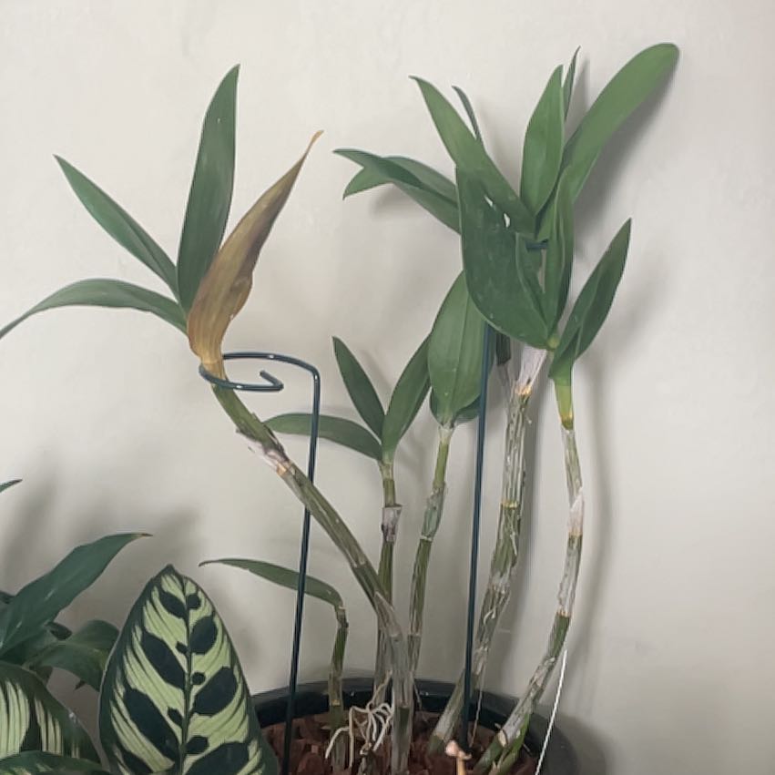 Photo of the plant species Dendrobium 'Hawaii Stripes' by @ExecMexico61 named Remington on Greg, the plant care app