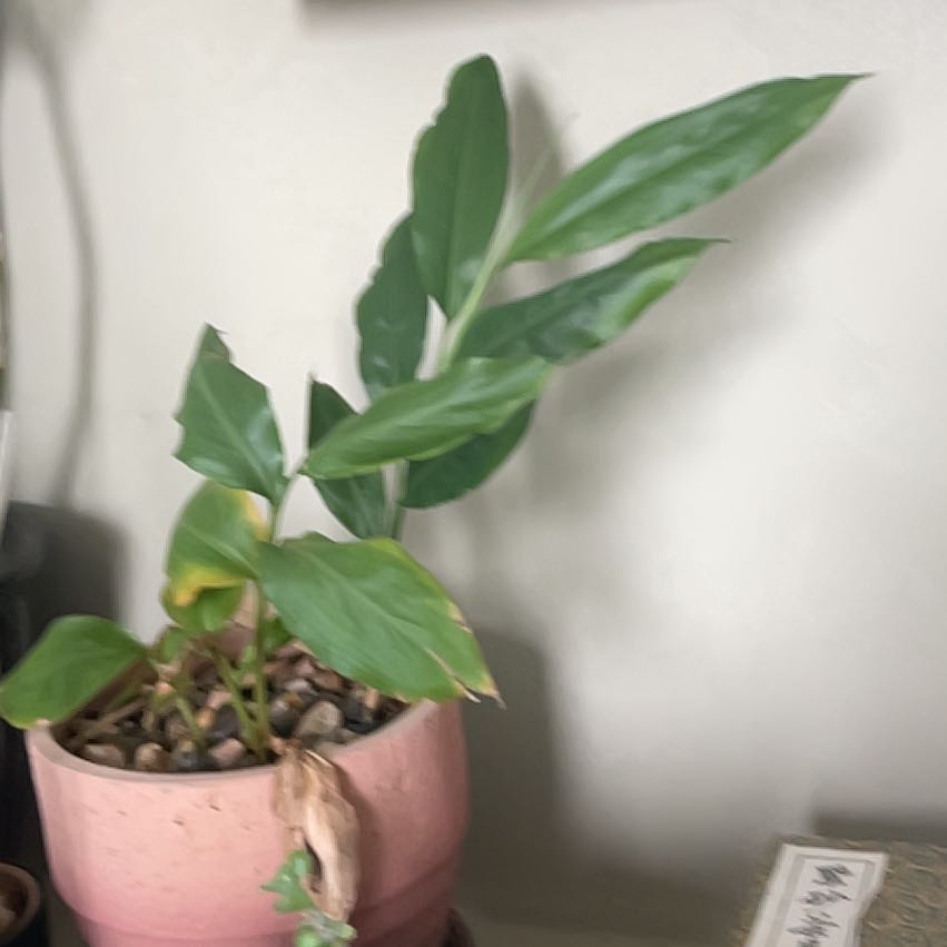 Photo of the plant species True Cardamom by @ExecMexico61 named Winston on Greg, the plant care app