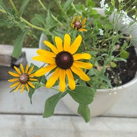 Photo of the plant species Brown-Eyed Susan by @GoldOxlip23 named Lavender on Greg, the plant care app
