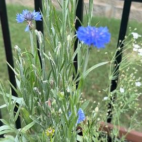 Photo of the plant species Centaurea Cyanus by @GoldOxlip23 named Ulysses S Plant on Greg, the plant care app
