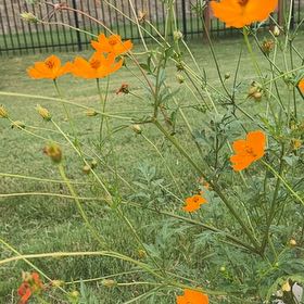 Photo of the plant species Sulphur Cosmos by @GoldOxlip23 named Denali on Greg, the plant care app