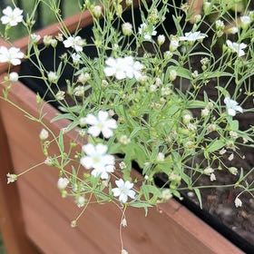 Photo of the plant species Russian Vine by @GoldOxlip23 named Robert Plant on Greg, the plant care app